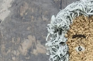 Albert Einstein Charlie Chaplin